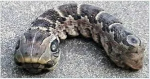 P1. What on Earth is this? Woman discovers creepy ‘snake’ with two heads in her garden