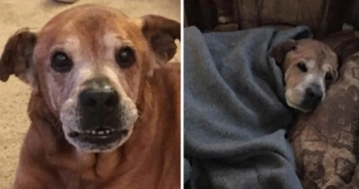 DG. Couple adopt 17-year-old dog from shelter, he stays alive long enough to meet human sister