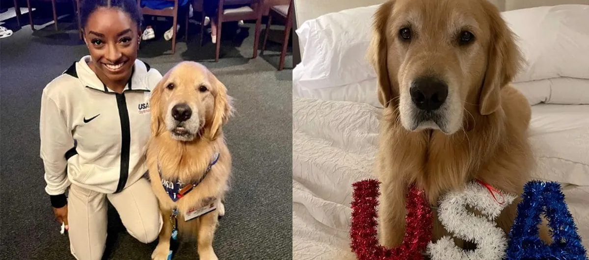 DG. Meet Beacon, Team USA gymnastics’ beloved therapy dog: “Most Valuable Pup”