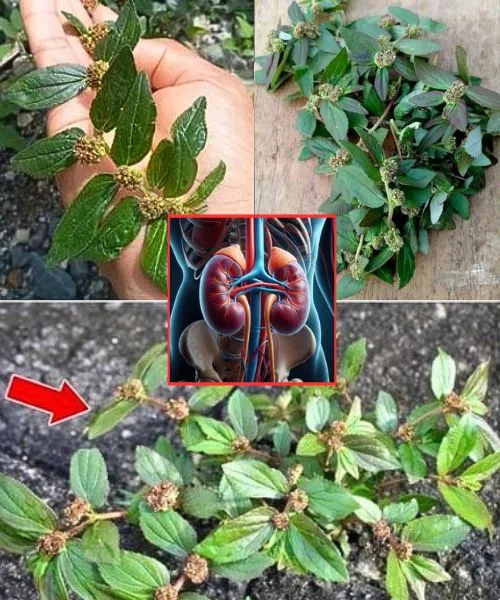 5. 6 Powerful Benefits of Euphorbia Hirta for Health and Natural Healing