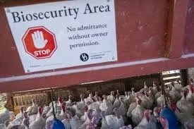 9. U.S. Faces First Backyard Bird Flu Case as Emergency Declared in Several States