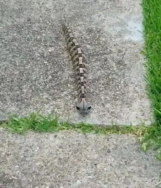 5. The Gaboon Viper: Nature's master of camouflage and precision 5. The Gaboon Viper: Nature's master of camouflage and precision
