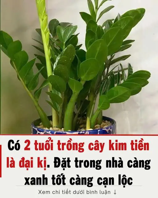 Có 2 tuổi trồng cây kim t:iền là đạikị, để trong nhà t:iền ch ả y hết ra