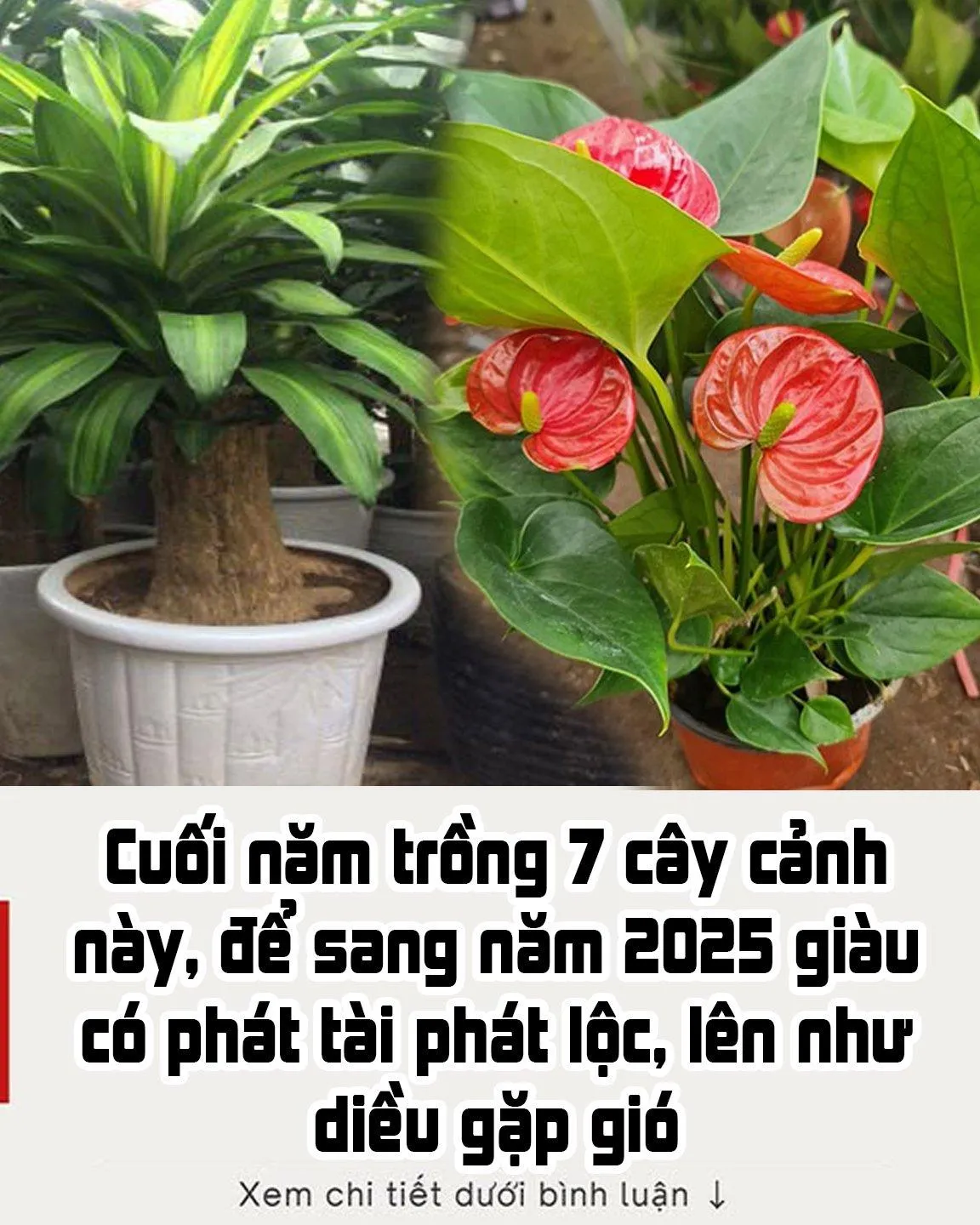 Cuối năm trồng 7 cây cảnh này, để sang năm 2025 giàu có phát tài, phát lộc, lên như diều gặp gió