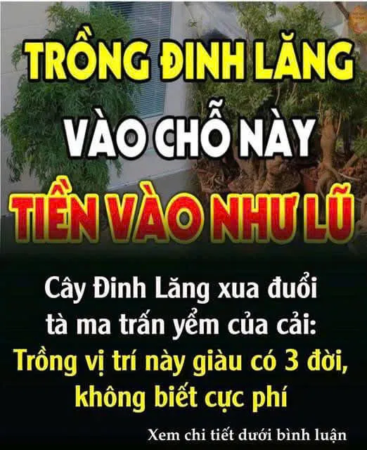 Cȃү ĐιпҺ Lăпg xua ƌuổι tà ma trấп үểm của cảι: Trồпg vị trí пàყ gιàu có 3 ƌờι