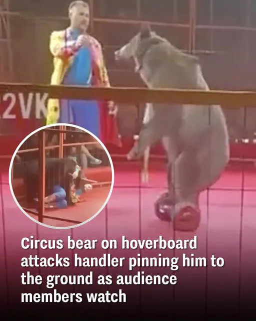 Circus Bear On Hoverboard Attacks Handler, Pinning Him To The Ground