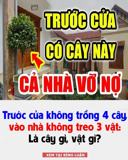 Trước cửa không trồng 4 cây, vào nhà không treo 3 vật: Là cây gì, vật gì?