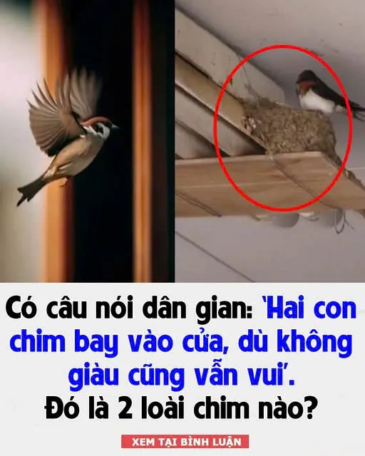 Có câu nói dân gian: ‘Hai con chim bay vào cửa, dù không giàu cũng vẫn vui’, bạn biết hai con chim này là loài gì không?