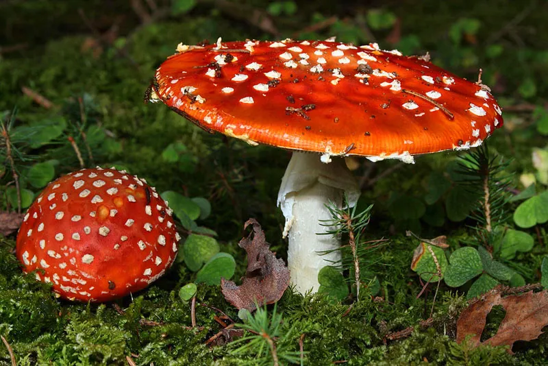 12 Deadliest Mushrooms in the World – A Journey Through Nature’s Most Dangerous Fungi