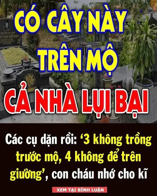 Các cụ dặn: 3 không trồng trước mộ, 4 không để trên giường, con cháu nhớ cho  .