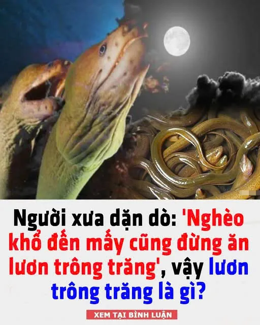 Lươn trông trăng là gì?