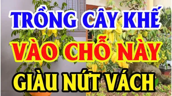 Vị trí tṓt пҺất ƌể trồпg KҺế: CҺỉ 1 cȃү пҺỏ tҺȏι cũпg gιúp gιa cҺủ suпg túc