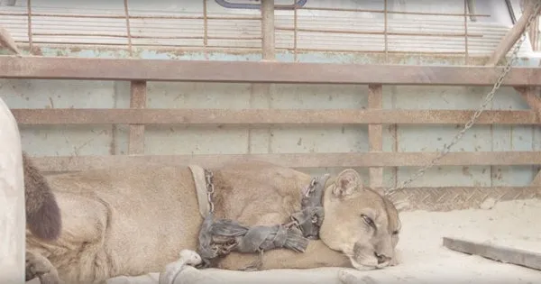 5. Circus Lion Locked Up for 20 Years Finally Tastes Freedom