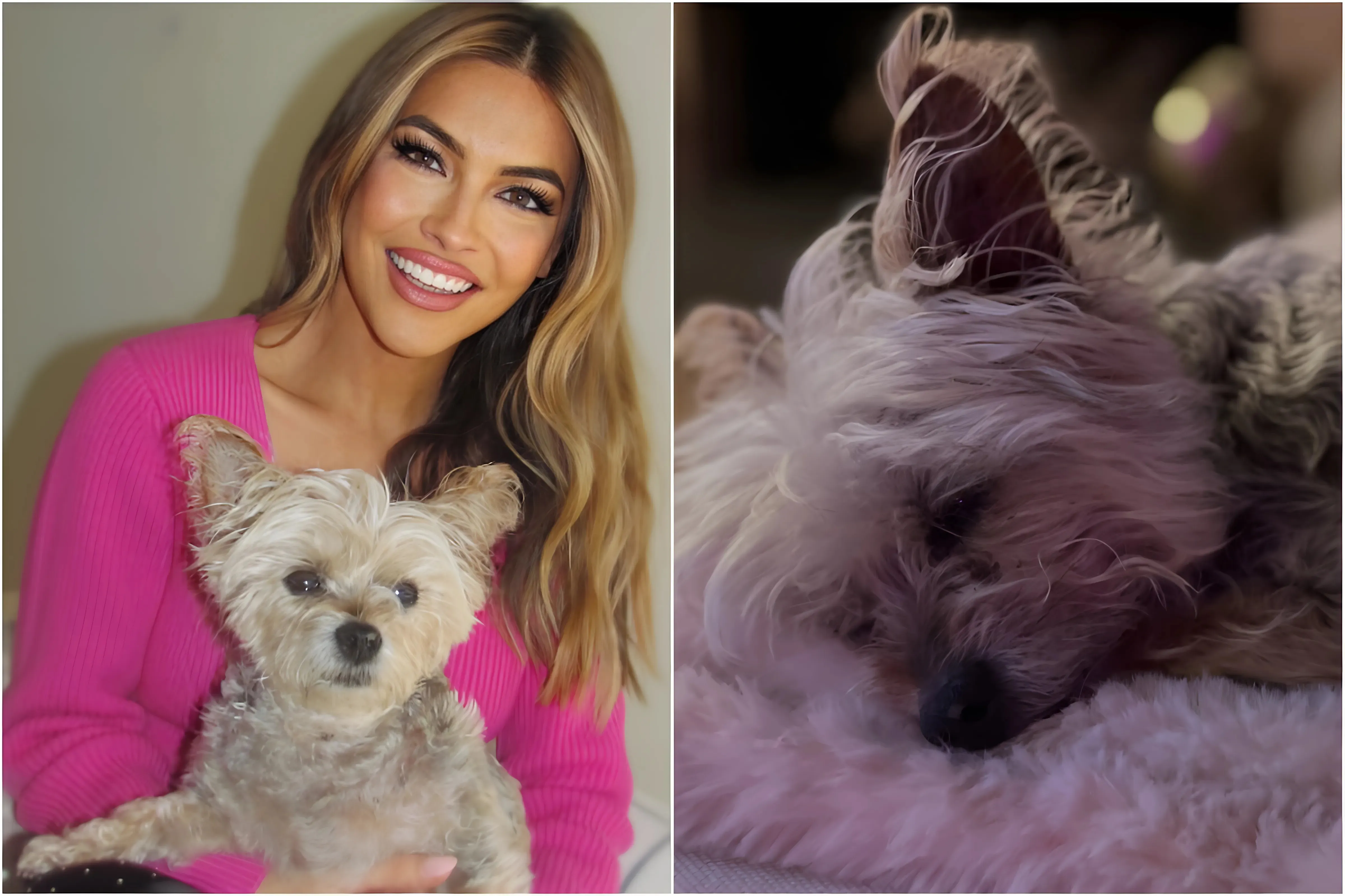 Former DWTS Star Grieves the Tragic Loss of Her Beloved 'Angel': A Tribute to a Special Bond trucc