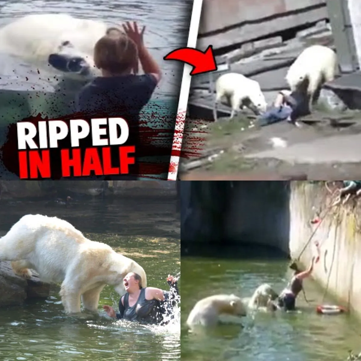 Polar Bear Attacks a 32-year-old Woman Who Jumped Into a Polar Bear Enclosure at Berlin Zoo. 😱😨 Check the first comment 👇⬇ - orange Polar Bear Attacks a 32-year-old Woman Who Jumped Into a Polar Bear Enclosure at Berlin Zoo. 😱😨 Check the first comment 👇⬇ - orange