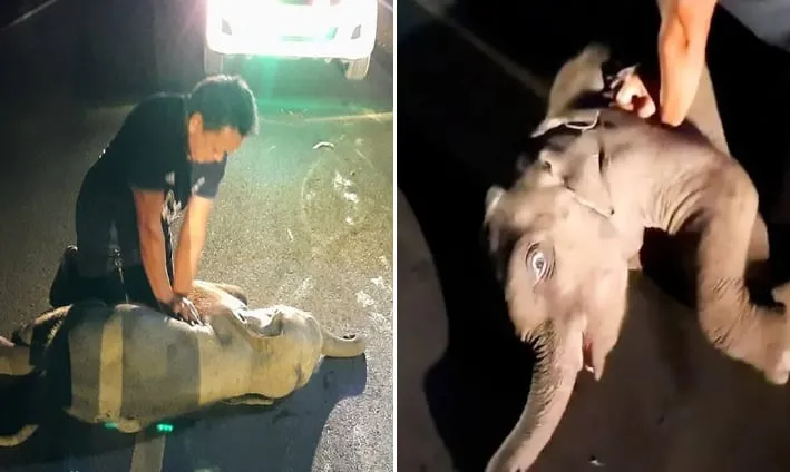 (VIDEO) Discover an inspiring story of courage and compassion as a courageous rescue team works tirelessly to save a baby elephant in distress, and the results leave everyone...see more - saimon