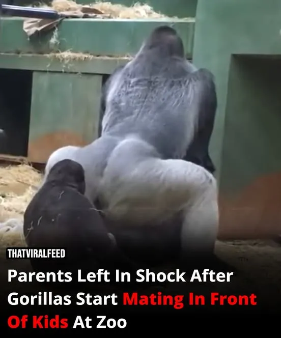 Parents Left In Shock After Gorillas Start Mating In Front Of Kids At Zoo