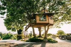 Living Among the Trees: My Treehouse Adventure