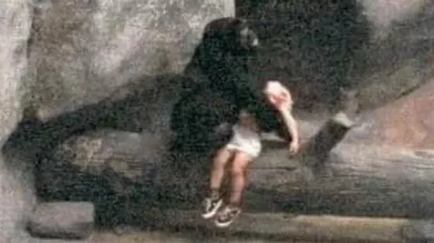 F. A boy fell into a gorilla enclosure – but no one expected this reaction