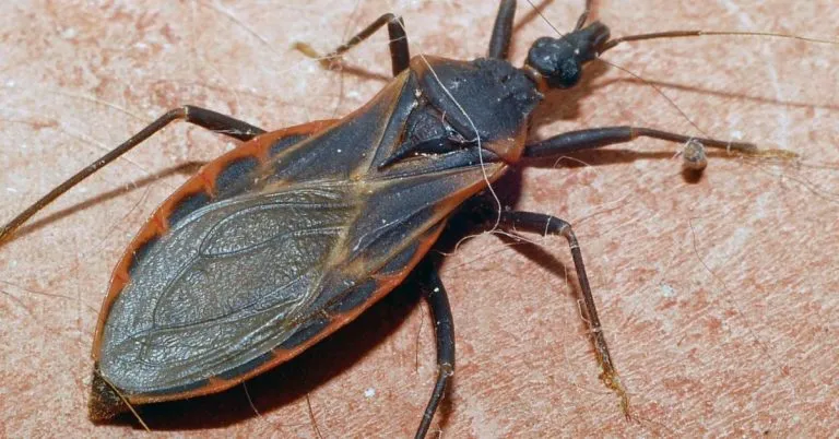 P2. What You Should Know About Assassin Bug Bites