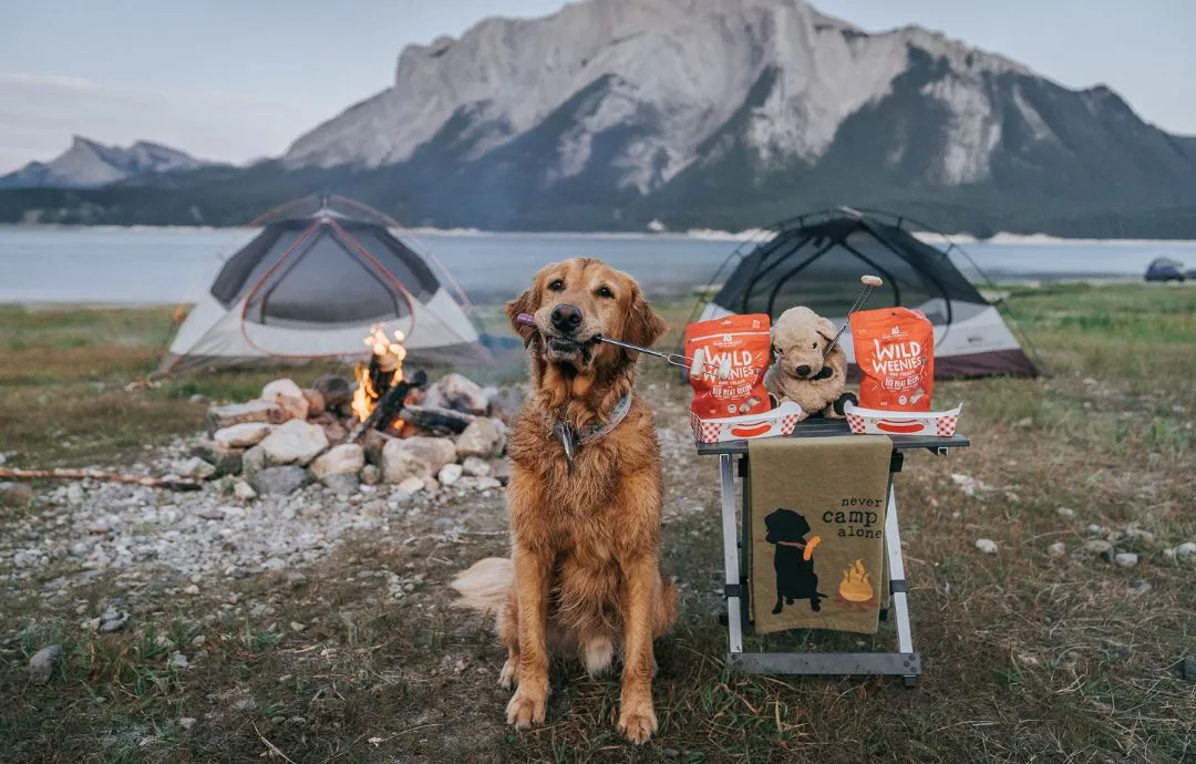 Camping with My Loyal Dog: A Bond Beyond Words