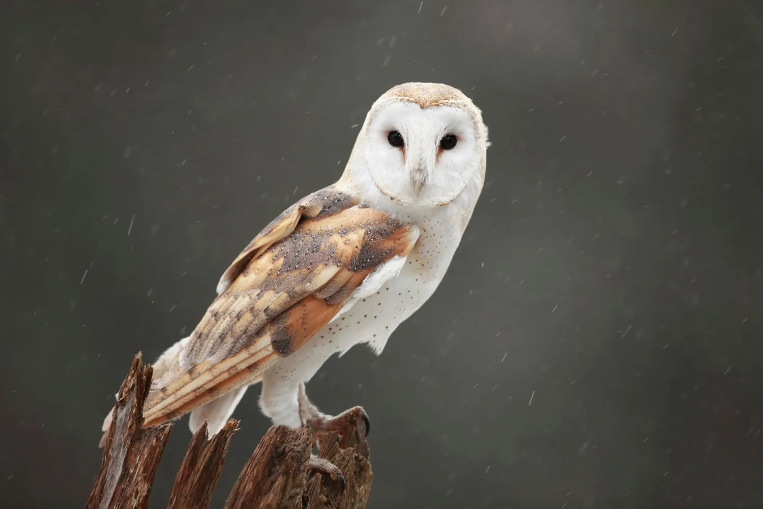 F. Did you know that an OWL is hovering around your house when
