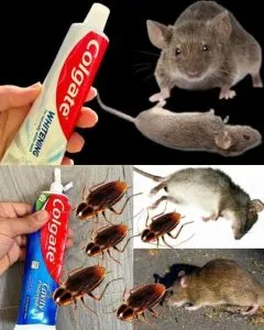 F. How to eliminate cockroaches and ants with the toothpaste trick