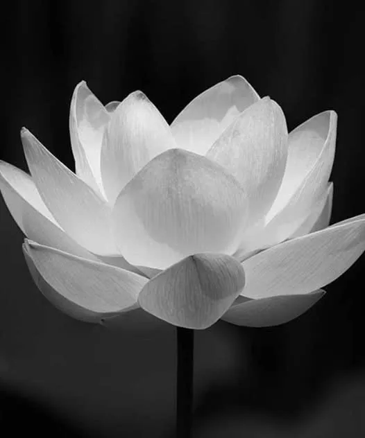 Tin buồn: Người nghệ sĩ tài ba được công chúng yêu mến vô cùng vừa r:.a đ:.i mãi mãi
