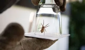F. Urgent Warning: Why You Should Think Twice Before Killing Spiders in Your Home