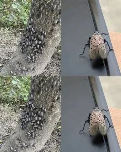 P1. If you ever see this winged creature near your home, you might want to consider getting rid of it