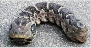 P4. What on Earth is this? Woman discovers creepy ‘snake’ with two heads in her garden