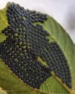 P4. Don't touch these if you notice them on your plants