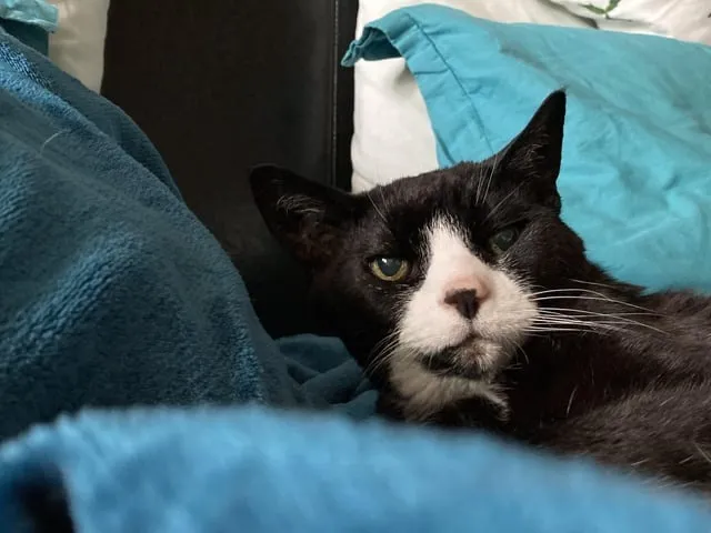 9. The Wholesome Story of a Cat in Heaven: A Lighthearted Lesson in Gratitude and Perspective