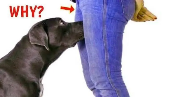 9. If your dog is sniffing your genital area, it means you have s3