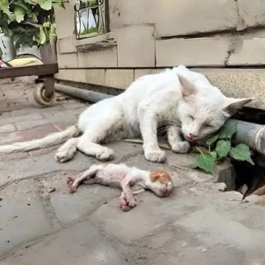 9. A Mother Cat’s Eyes Filled with Tears, Fearing Someone Might Steal Her Kitten. A Heart-Wrenching Moment!