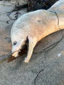 F. 'Horrifyingly goofy' creature washes onto Southern California beach F. 'Horrifyingly goofy' creature washes onto Southern California beach