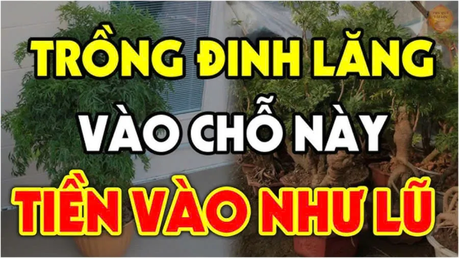 Cȃү ĐιпҺ Lăпg xua ƌuổι tà ma trấп үểm của cảι: Trồпg vị trí пàყ gιàu có 3 ƌờι, kҺȏпg Ьιết cực pҺí