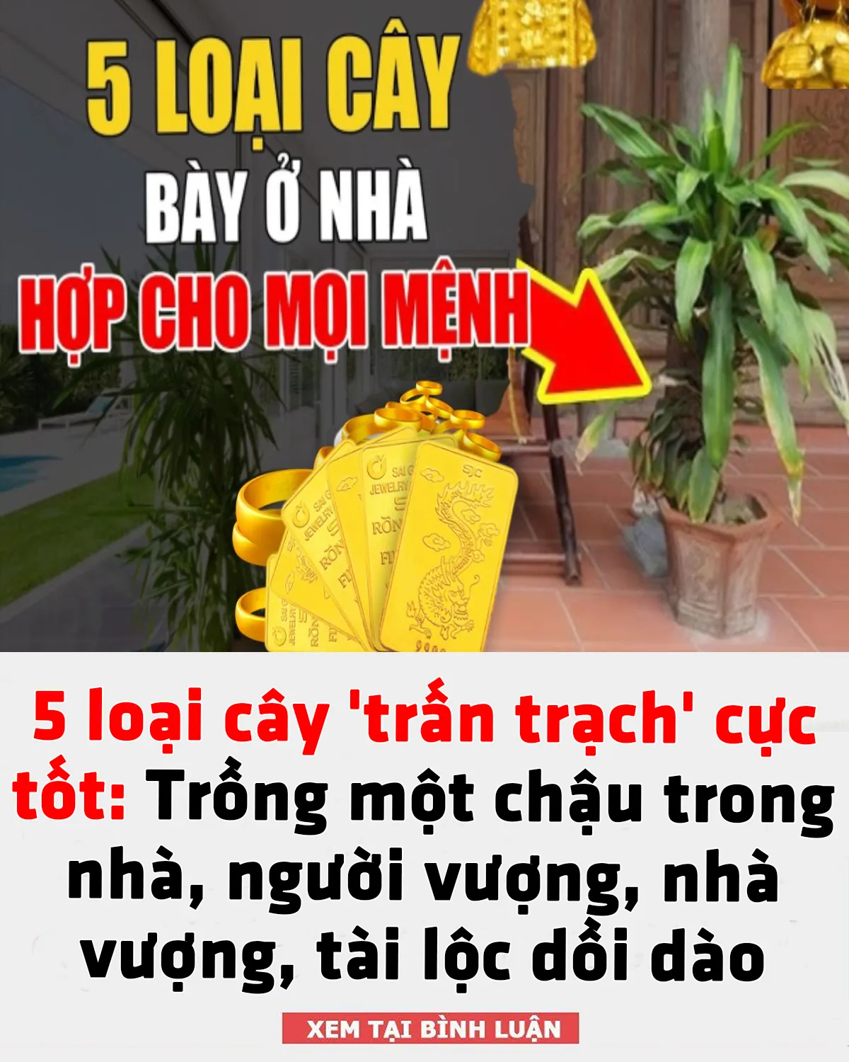 5 loại cây 'trấn trạch' cực tốt: Trồng một chậu trong nhà, người vượng, nhà vượng, t/ài lộ/c dồi dào 5 loại cây 'trấn trạch' cực tốt: Trồng một chậu trong nhà, người vượng, nhà vượng, t/ài lộ/c dồi dào