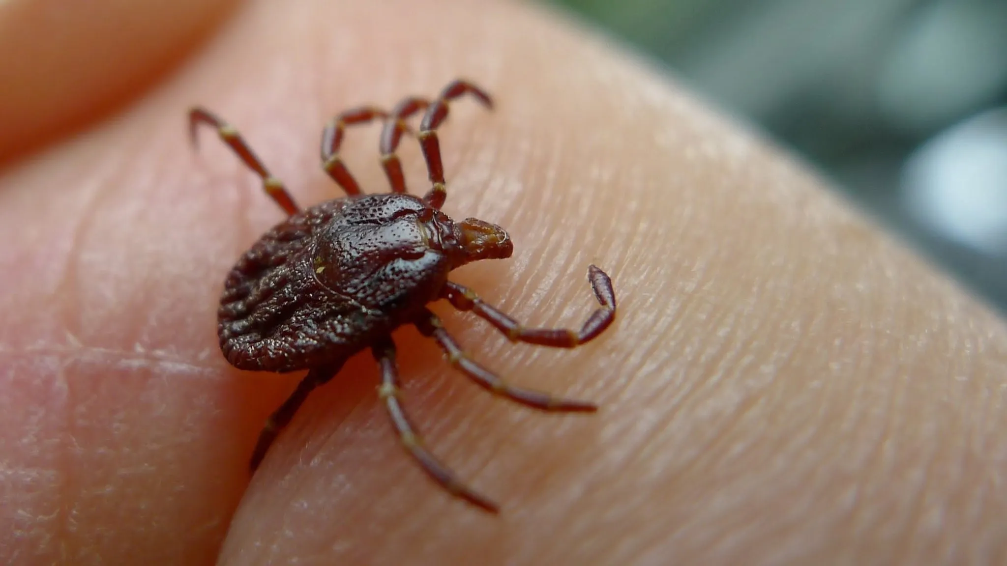 9. How to properly dispose of ticks if you find one