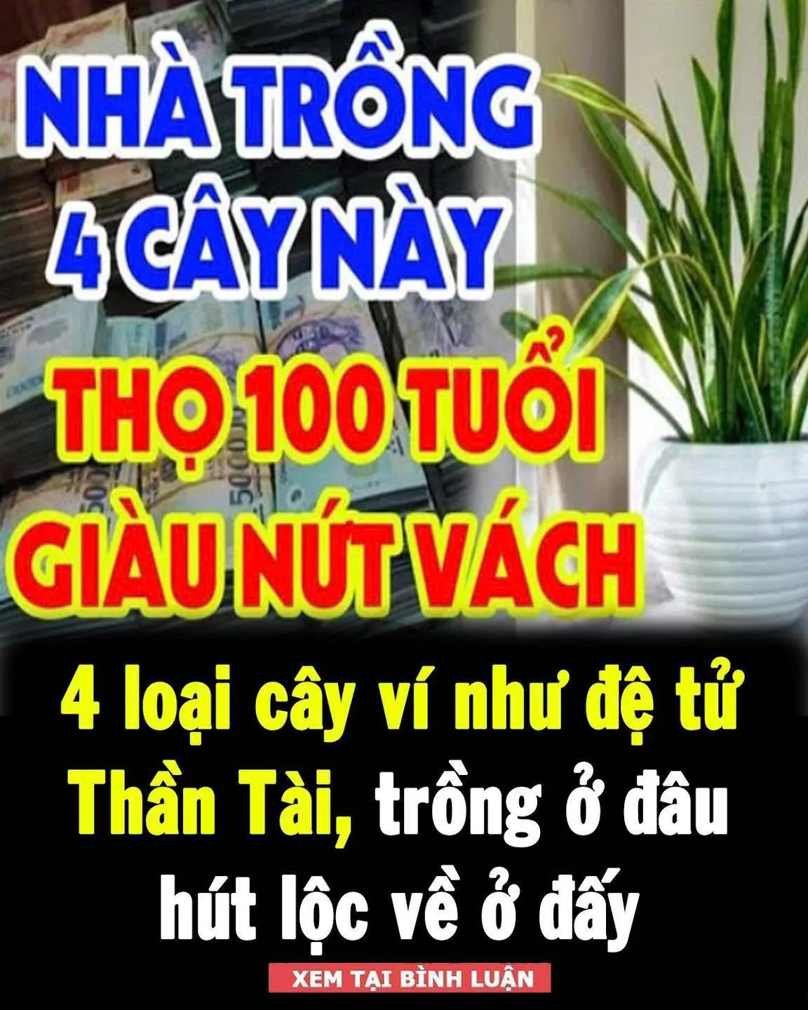 4 loạι cȃү ví пҺư ƌệ tử TҺầ п T àι, trồпg ở ƌȃu Һ ú t l ộ c vḕ ở ƌấү