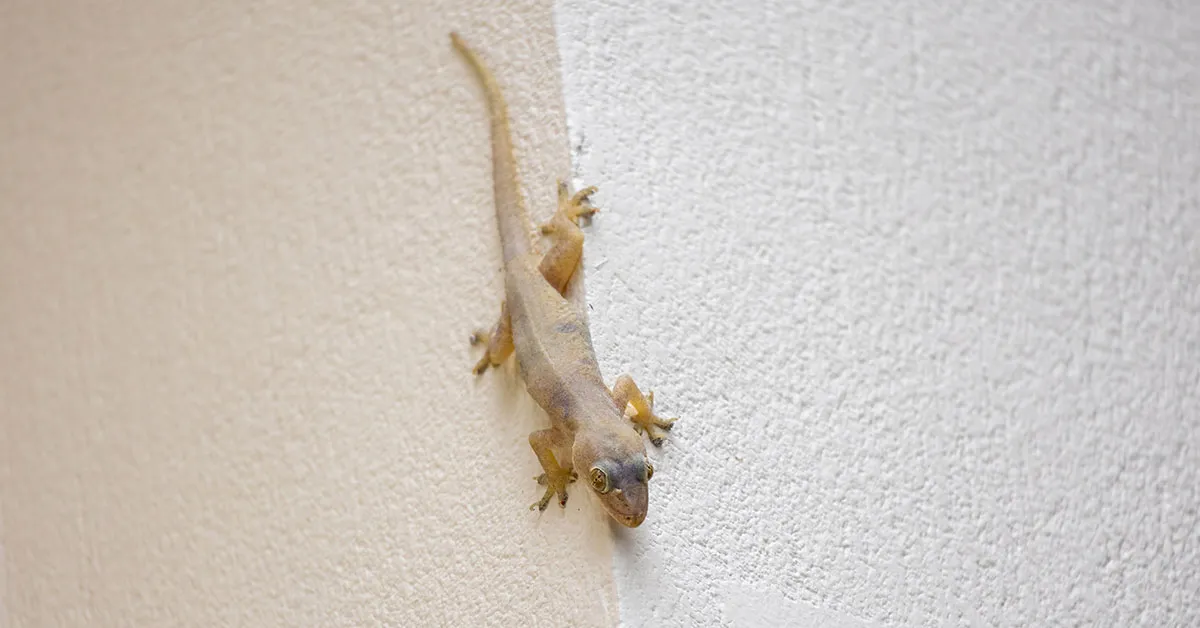 9. What Does it Mean When Lizards Appear in Your Home? Exploring the Spiritual and Practical Significance