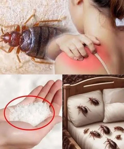 Bedbugs: Simple Methods to Eradicate Them from Your Home