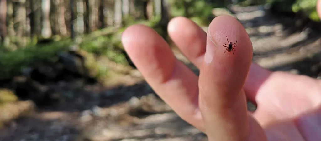 16. If you find a tick inside your home, here's what you need to know