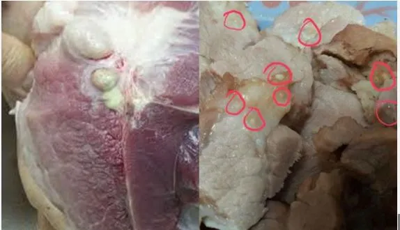 2 bộ phận của lợn chứa rất nhiều tế bào UT: Chớ dại mà ăn