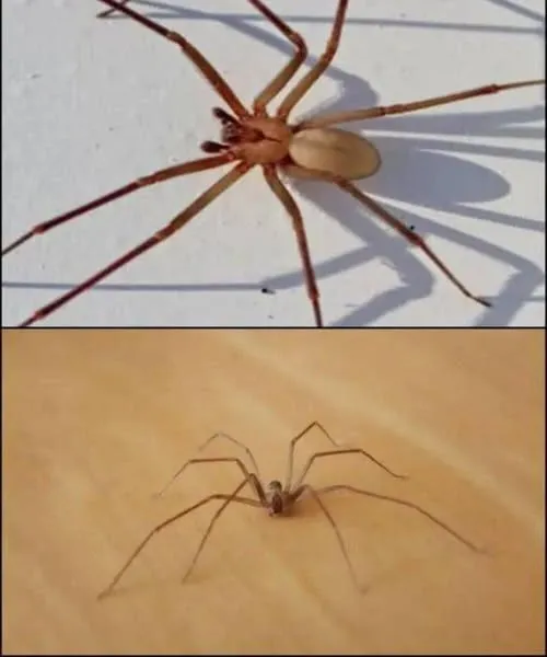 The brown recluse spider: a discreet one with the appearance of a violin