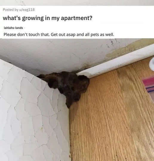 People Are Asking for Help in Identifying Strange Objects, and Some of Them Are Plain Weird People Are Asking for Help in Identifying Strange Objects, and Some of Them Are Plain Weird