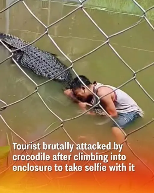 Too Close for Comfort: Tourist Mauled After Ignoring Crocodile Warnings