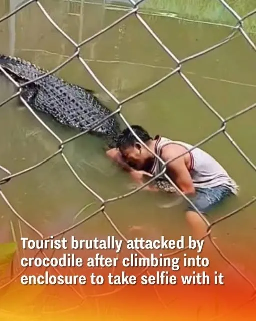 Too Close for Comfort: Tourist Mauled After Ignoring Crocodile Warnings