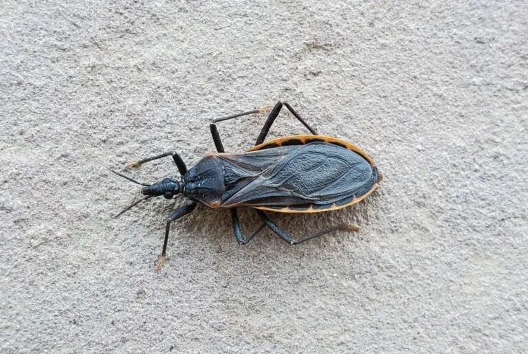 16. If you notice this insect in your home, you should go immediately to…