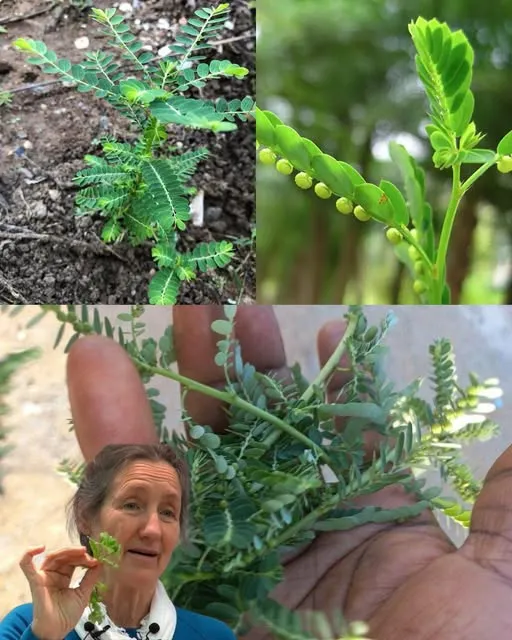 12 Amazing Health Benefits of the Stonebreaker Plant You Shouldn’t Miss